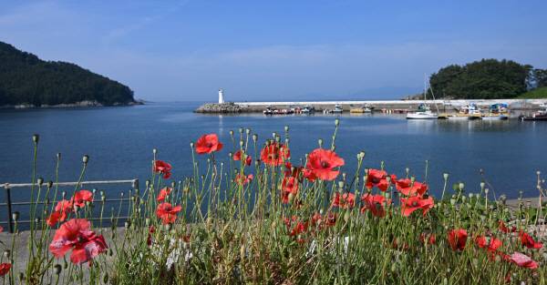 경남 통영시 사량도 돈지마을 바다 풍경입니다. 맑고 푸른 바다와 하늘 아래 피어난 개양귀비에 발걸음을 멈추게 됩니다.