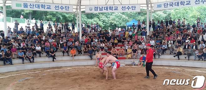 경산자인단오 대학장사 씨름대회 모습(경산시 제공) 2023.6.21/뉴스1