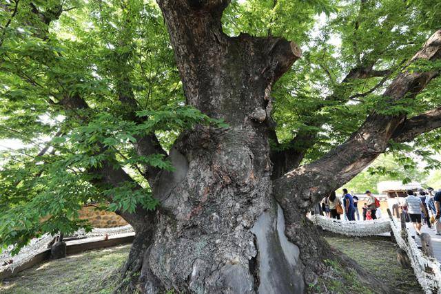 하회마을 중앙의 '삼신당 신목'. ⓒ박준규