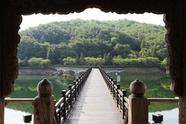 안동댐 아래 유수지에 설치된 월영교. ⓒ박준규