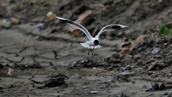 다큐멘터리 '수라' 속 갯벌 생명들. 사진 스튜디오 두마