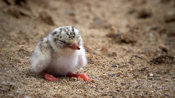 다큐멘터리 '수라' 속 갯벌 생명들.  사진 스튜디오 두마