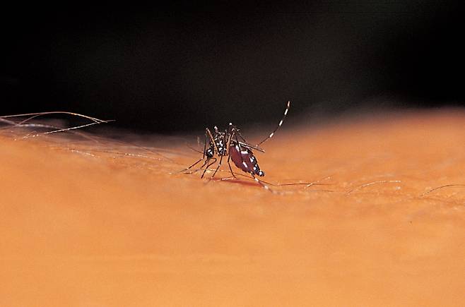 스마트이미지 제공