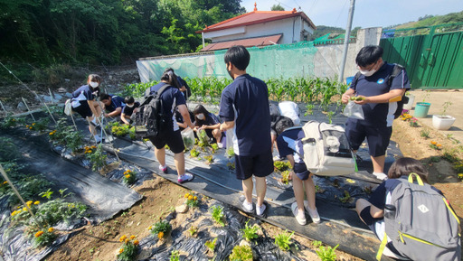 안성 양성중학교 학생들이 텃 밭 가꾸기를 통해 농업의 중요성을 배우고 있다. 안성 교육지원청 제공