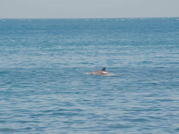 국내 돌고래 스팟 제주 영락리 방파제 / 온라인 커뮤니티