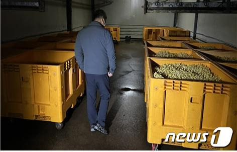 서민의 대표 먹거리인 콩나물의 원산지를 속여 유통한 업자가 적발됐다. 이 업자가 운영한 콩나물 재배시설에서 외국산과 국산이 뒤섞인 콩나물이 재배되고 있다.(국립농산물품질관리원 경북지원 제공)