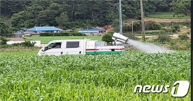 삼척시, 멸강나방 긴급방제작업.(삼척시 제공) 2023.6.27/뉴스1