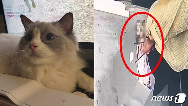 고양이와 유리 파편을 쇼핑백에 담아 가져가는 모습. (동물권단체 '케어' 인스타그램 갈무리)