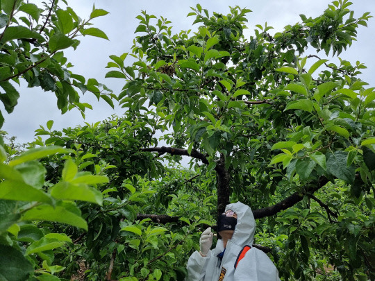 괴산군 농업기술센터는 28일 전국적인 장맛비가 예보됨에 따라 피해 최소화를 위한 과수 농가들의 세심한 재배 관리를 당부했다.   사진=괴산군 제공