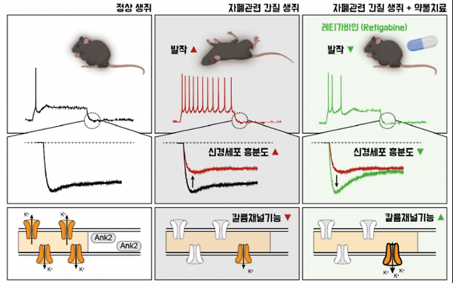 약물치료를 통한 자폐 관련 뇌전증 증상 완화. 기초과학연구원(IBS) 제공