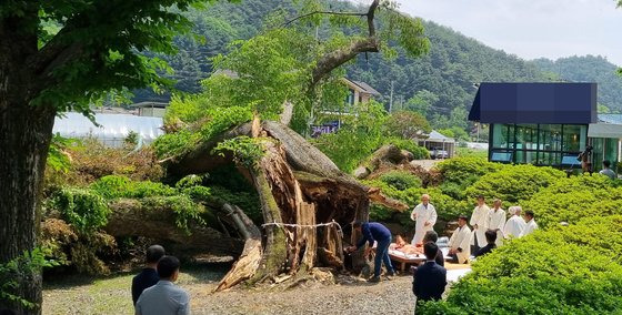 횡성 보호수 꽃잠식. 사진 횡성군