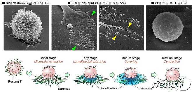 T임파구 활성 조건에서 전자현미경을 통해 관찰한 허물벗기 현상(지스트 제공)/뉴스1