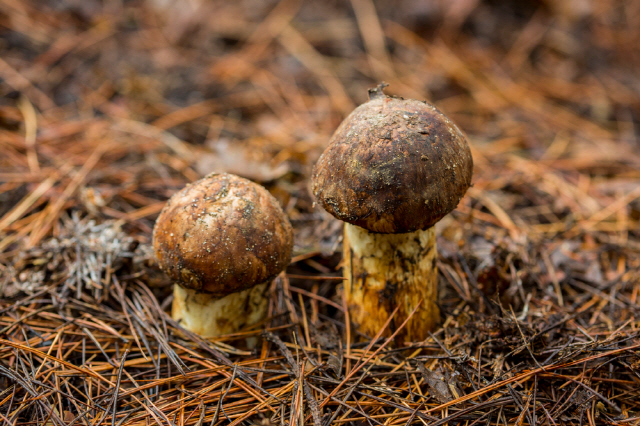 최근 식물 뿌리에 서식하는 곰팡이인 균근곰팡이(Mycorrhizal fungi)가 엄청난 탄소 포집 능력을 갖추고 있다는 연구 결과가 나왔다./사진=클립아트코리아