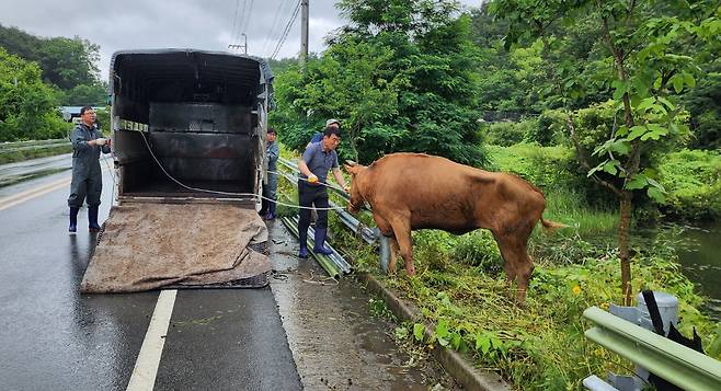 지난 26일 경남 합천군 한 도롯가 옆 연못에서 생후 50개월 된 500㎏ 암소가 구조되고 있다. 이 암소는 지난 15일 합천축협 경매장에서 탈출했다 11일 만에 발견된 것이다. [연합]