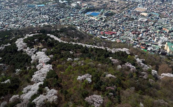 엔(N)서울타워에서 바라본 남산 일대의 모습. 연합뉴스