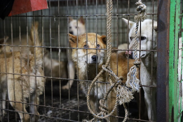 살해당하는 개들이 처참한 고통을 겪는 한편, 함께 끌려간 개들은 눈앞에서 그 과정을 온전히 목격하며 자신의 차례를 기다려야 했다. 사진 속 어미 개 ‘치아’(가운데)는 구조 뒤 새끼 7마리를 낳았다.