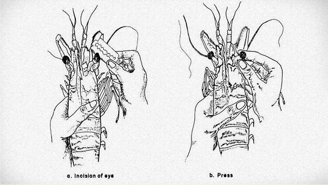 새우 눈을 자르는 이미지 [유엔 식량 농업 기구]