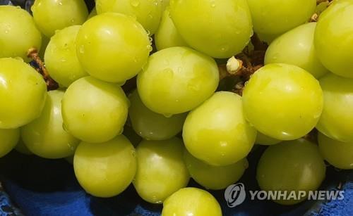 샤인머스캣 [연합뉴스 자료사진]