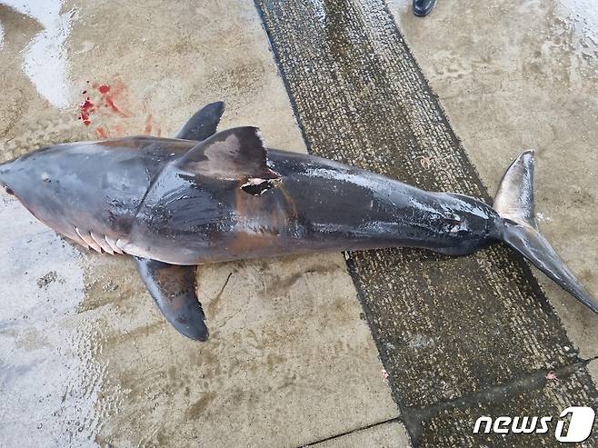 1일 강원 양양 수산항 동쪽 7.5㎞ 해상서 발견된 악상어 사체.(속초해경 제공) 2023.7.1/뉴스1