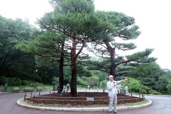 지난 6월 30일 오전 청와대에서 진행된 '수목 탐방 프로그램: 대통령의 나무들' 사전 행사에서 '청와대의 나무들' 저자인 박상진 경북대 명예교수가 관저 앞에 있는 소나무 세 그루에 대해 설명하고 있다. 뒤쪽 두 그루는 노태우 대통령이, 앞쪽 한 그루는 노무현 대통령이 심은 소나무다. 사진=박범준 기자