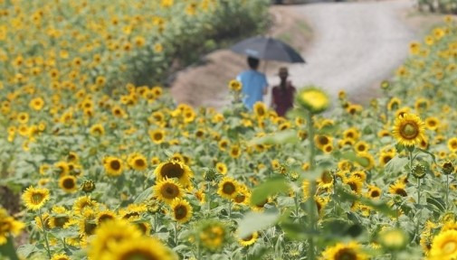 폭염이 이어진 20일 오후 우산을 쓴 시민들이 경남 함안군 강주마을을 방문해 해바라기를 구경하고 있다. 연합뉴스