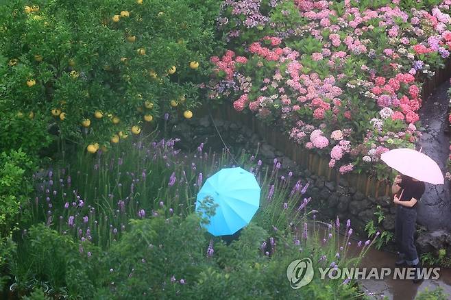 장맛비 내리는 제주 [연합뉴스 자료사진]