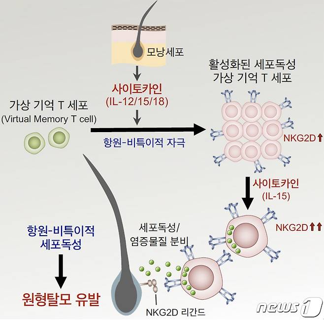 원형탈모증을 유발하는 새로운 면역 T 세포 연구 모식도.(KAIST 제공)/뉴스1