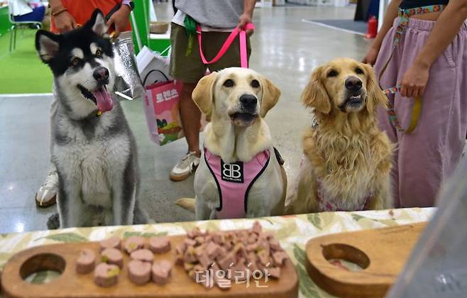 펫쇼에서 반려견이 간식 부스를 바라보고 있다. ⓒ뉴시스