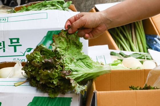 A customer picks up a lettuce bundle at a traditional market in downtown Seoul on Tuesday. The price of vegetables such as lettuce and spinach soared amid frequent rain during the monsoon season. The price of four kilograms (8.8 pounds) of lettuce rose 27.4 percent from the previous week to 24,920 won ($19.15) this week, according to Korea Agro-Fisheries & Food Trade Corporation on Monday. Spinach prices soared 32.2 percent. [YONHAP]