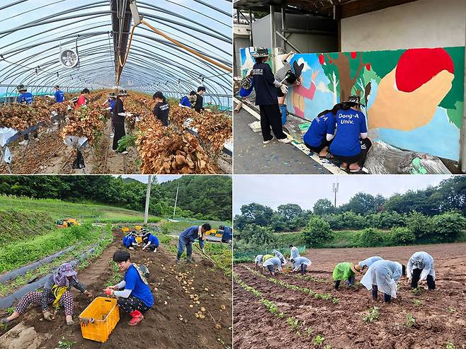 [부산=뉴시스] 동아대학교는 최근 학생 370여 명이 경남도 거창군에서 5박6일 동안 농촌봉사활동(농활)을 펼쳤다고 4일 밝혔다. (사진=동아대 제공) *재판매 및 DB 금지