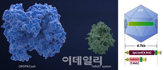 진코어가 개발한 초소형 유전자가위 플랫폼 ‘TarGET’의 크기는 3세대 유전자 교정도구인 크리스퍼-캐스9 복합체의 약 3분의 1 수준이다(왼쪽). 이때문에 TarGET은 전달체로 쓰이는 아데노연과바이러(AAV)의 탑자용량(염기 수 4700개)을 초과하지 않는다(오른쪽).(제공=진코어)