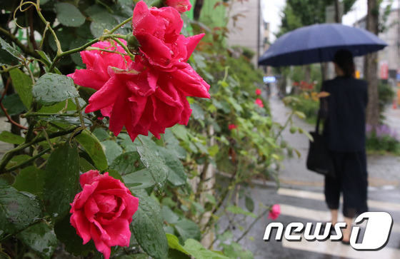 5일 대전·충남은 서해안과 북부내륙을 중심으로 호우주의보가 발표된 가운데 오전까지 대부분의 지역에 강하고 많은 비가 내릴 것으로 예보됐다. 대전 서구 도로변에 핀 장미 앞을 시민들이 우산을 쓰고 지나고 있다. /뉴스1 ⓒ News1 김기태 기자