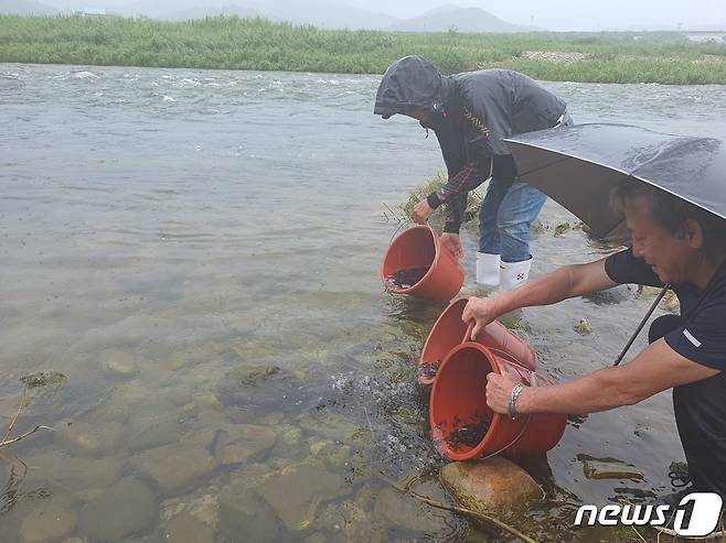 김진규 한국쏘가리 김진규연구소장이 경호강에 쏘가리를 방류하고 있다(산청군 제공).