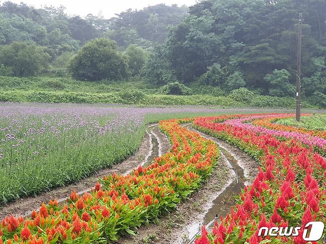 (고창=뉴스1) 박제철 기자 = 전북 고창군이 주민들의 휴식처로 사랑받는 고창읍 노동저수지 주변에 아름다운 꽃밭을 조성했다. (고창군 제공)2023.7.5/뉴스1