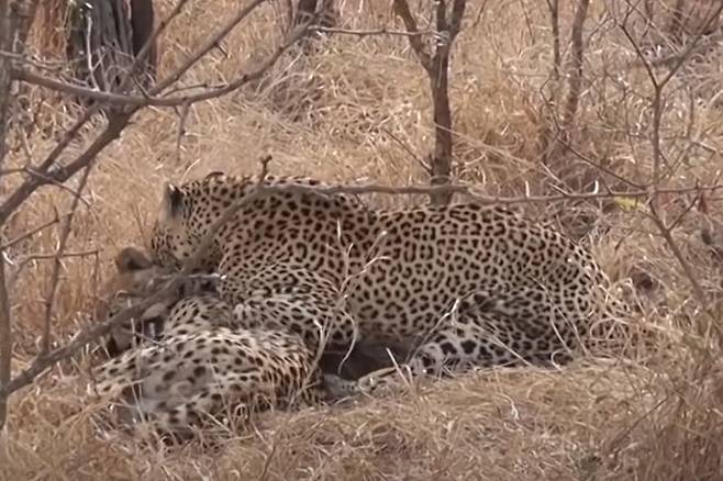 표범은 초식동물 뿐 아니라 파충류, 사촌뻘인 고양잇과 맹수도 잡아먹는다. 아프리카 사바나에서 치타를 막 사냥한 표범. /kenya wildlife by Jacob Ngari Youtube Capture