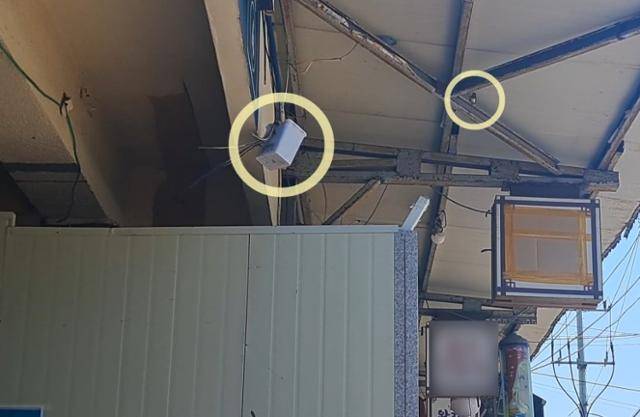 충남 예산시장 내 단계적으로 제비의 인공둥지를 옮기고 있는 모습, 주변에선 부모 제비가 지켜보고 있다. 충남야생동물구조센터 제공