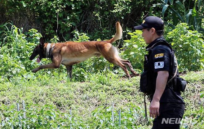 [부산=뉴시스] 하경민 기자 = 부산경찰청이 5일 오전 출생 미신고된 영아 시신이 암매장된 것으로 추정되는 부산 기장군의 한 야산에서 수색견을 동원해 수색작업을 벌이고 있다. 2023.07.05. yulnetphoto@newsis.com