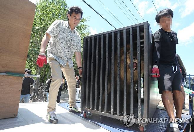 이사갑니다 (김해=연합뉴스) 이정훈 기자 = 5일 경남 김해시 부경동물원, 충북 청주동물원 관계자들이 좁은 우리에서 오랫동안 홀로 지낸 부경동물원 늙은 사자를 청주동물원으로 이송하고자 철제 케이지에 넣어 냉장탑차에 실을 준비를 하고 있다. 2023.7.3 seaman@yna.co.kr