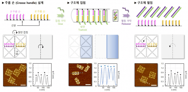 DNA 와이어프레임 종이의 접힘과 펼침 방법 (자료=Nature, Harnessing a paper-folding mechanism for reconfigurable DNA origami)