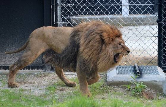 김해 부경동물원에 있던 늙은 사자가 5일 오후 충북 청주동물원 방사장에서 걷고 있다. 프리랜서 김성태