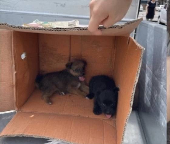 더워서 많이 헥헥거리는 강아지들의 모습. 겁을 먹은듯 구석에 움츠리고 있다./사진=김재이씨 제공