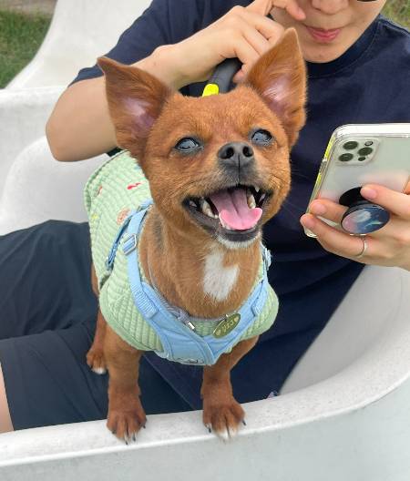 정 많고 귀여운 강아지 오구. 이리 늠름하게 크다니./사진=김재이씨 제공