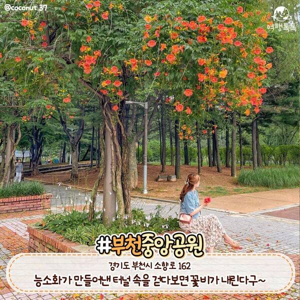 능소화 명소 부천 중앙공원 /&nbsp;@coconut.37