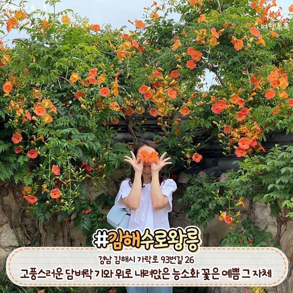 능소화 명소 김해 수로왕릉 /&nbsp;@genie_6__3&nbsp;