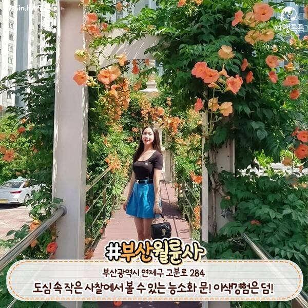 능소화 명소 부산 월륜사 / @shin.hye90