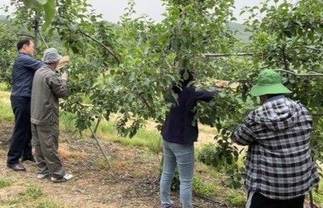 충북 보은서 농작업 하는 베트남 계절근로자. 남보은농협 자료