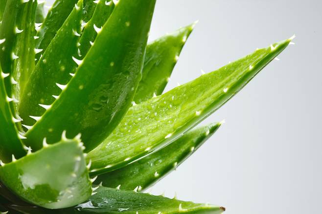 알로에. 게티이미지뱅크