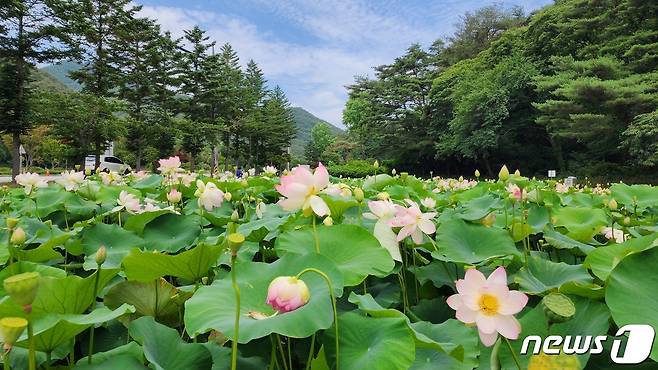 충북 보은군 속리산면 정이품송 인근에 연꽃단지 연꽃이 만개했다. (보은군 제공) /뉴스1