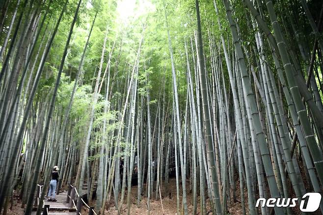 9일 오후 제주시 한라수목원 내 대나무 숲길에서 탐방객들이 산책을 하며 더위를 식히고 있다.2023.7.9/뉴스1 ⓒ News1 고동명 기자