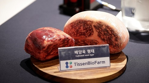 티센바이오팜 배양육 모습(사진=퓨처플레이)